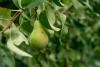 A pear hangs in front of lush green leaves