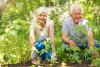 Two smiling older adults tend to the garden