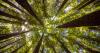 A worm's eye view of a rich canopy of redwood trees