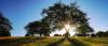 Sun shining behind a large tree at a park