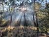 Sun bursts through the trees in a native bushland setting