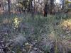 Australian spring wildflowers including Spreading Wattle; Thin-leaf Wattle and Common Hovea